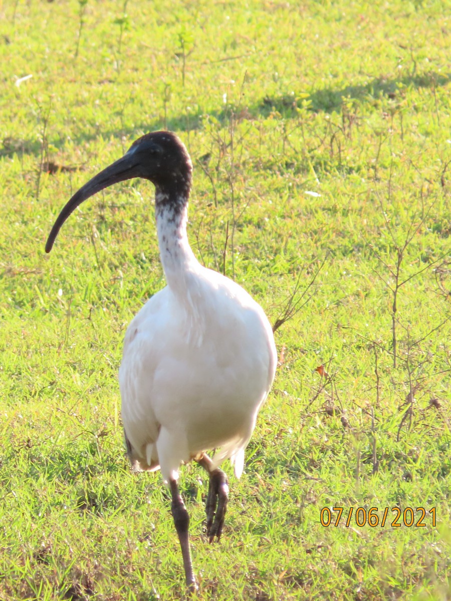 ibis australský - ML628965733
