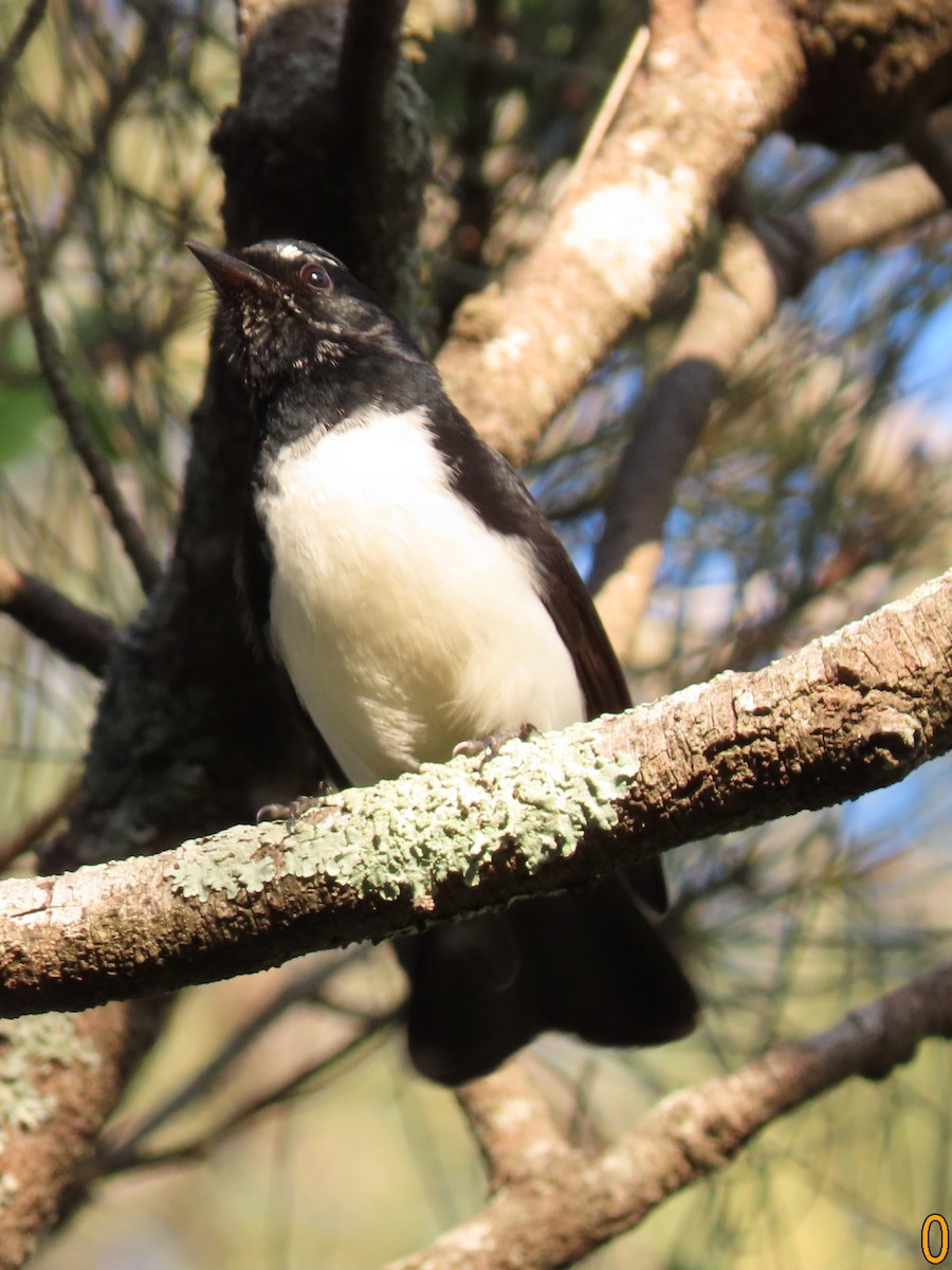 Willie-wagtail - ML628965735