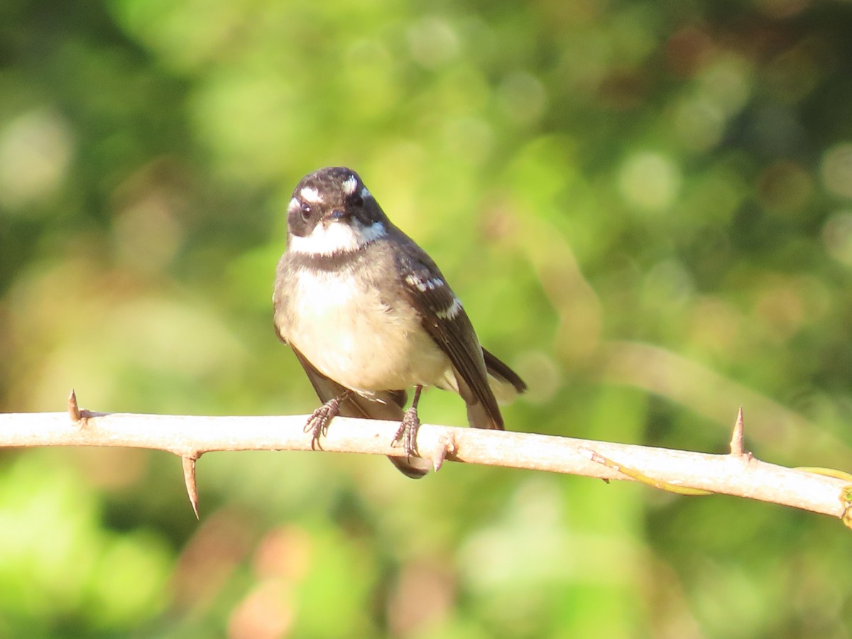 Gray Fantail - ML628965741