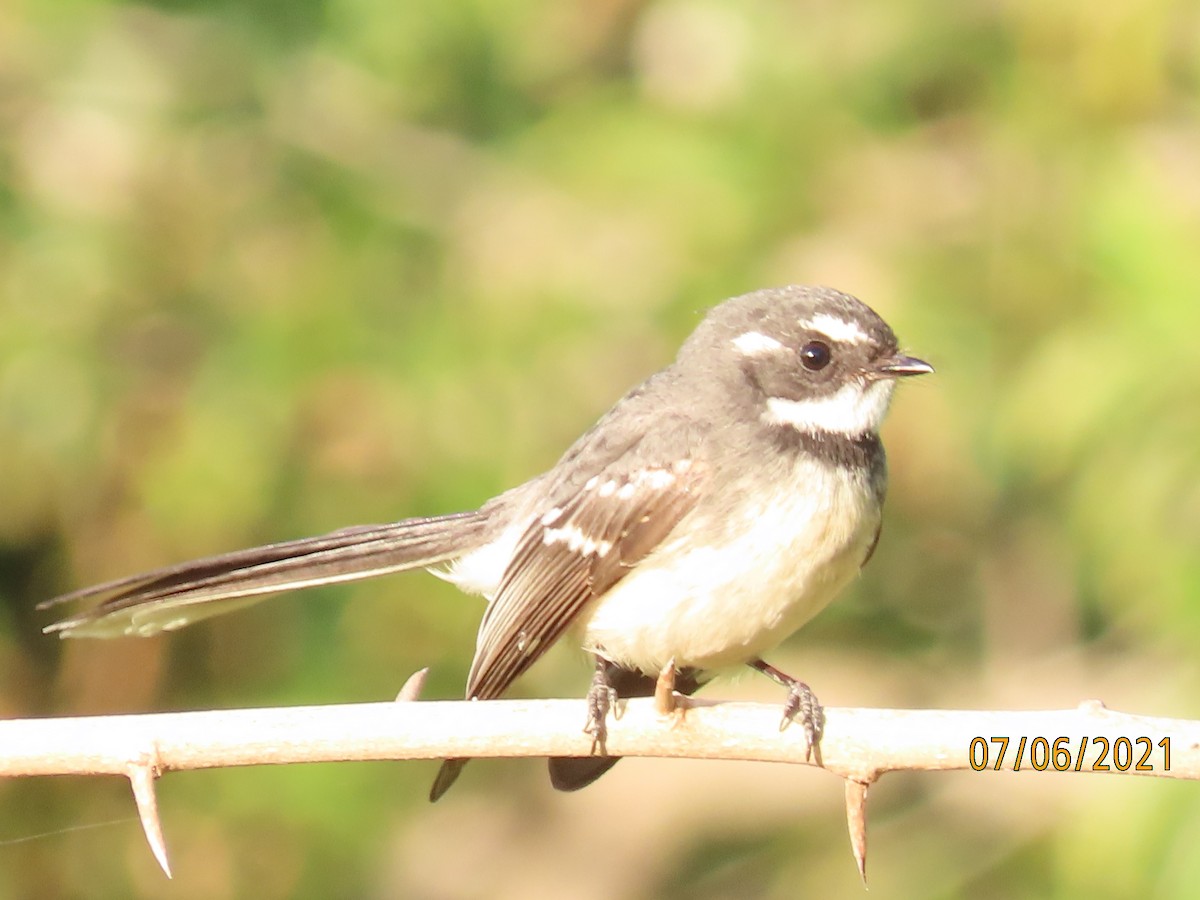 Gray Fantail - ML628965742