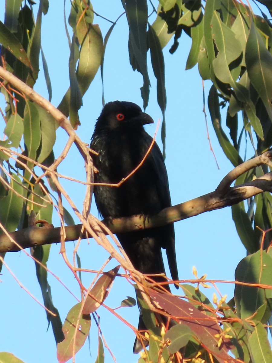 Spangled Drongo - ML628965759