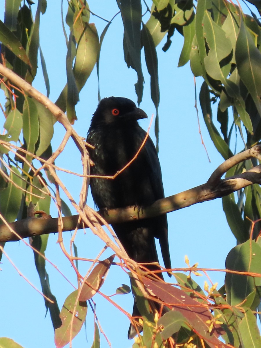 brokadedrongo - ML628965759