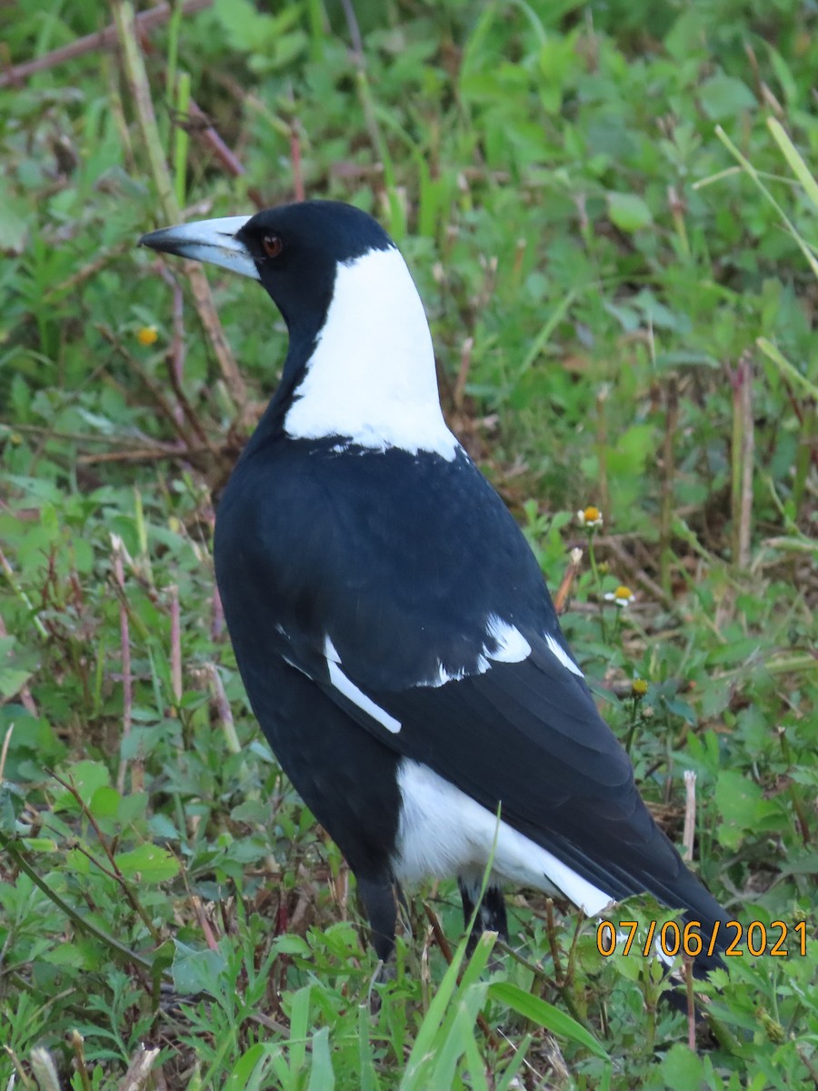 Australian Magpie - ML628965763