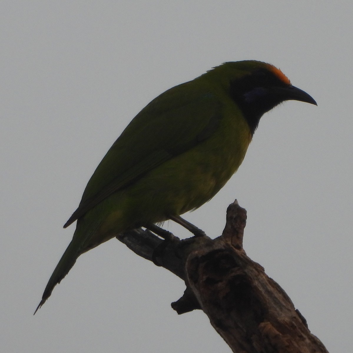 Verdin à front d'or - ML628965767