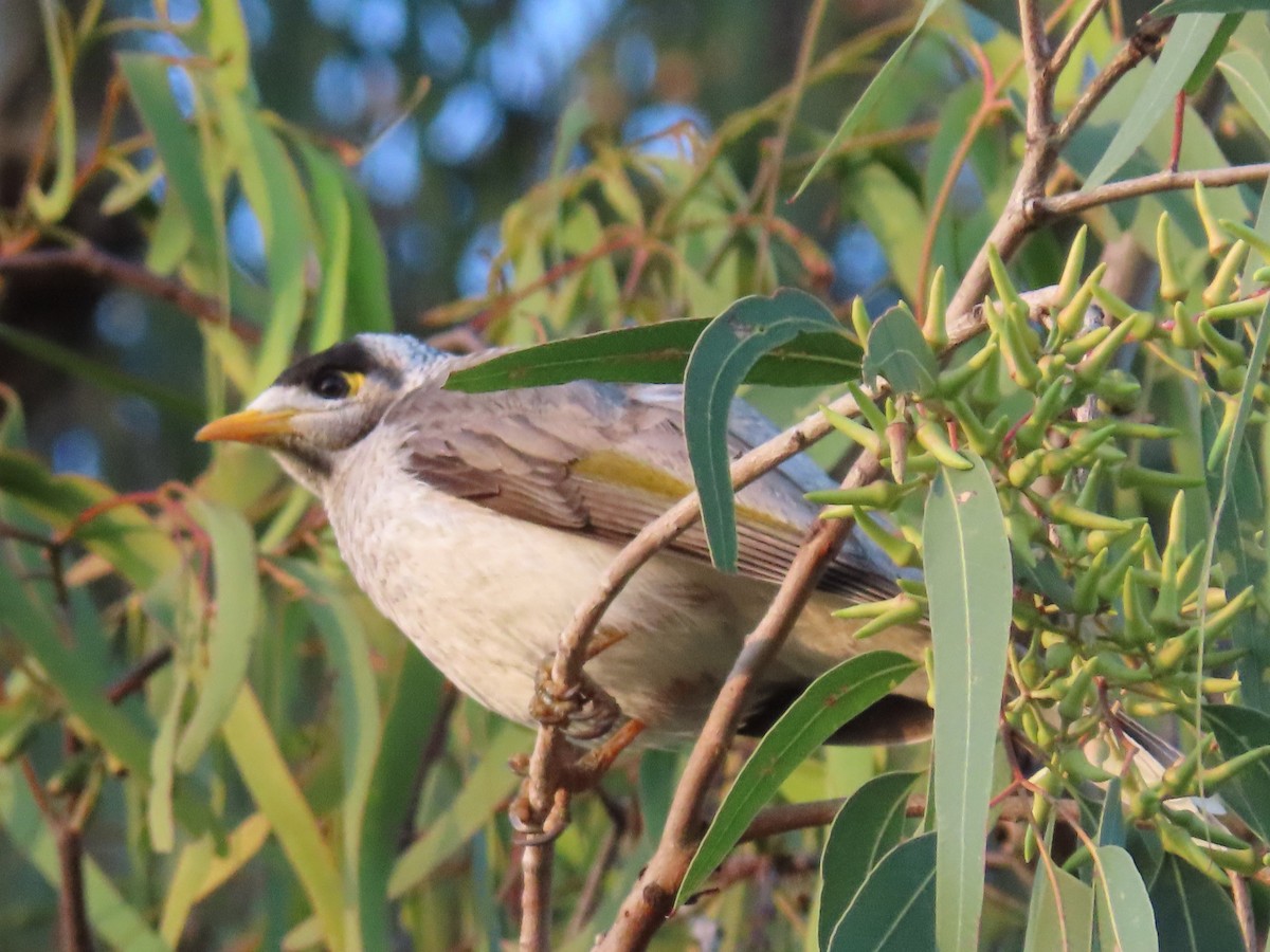 Noisy Miner - ML628965785