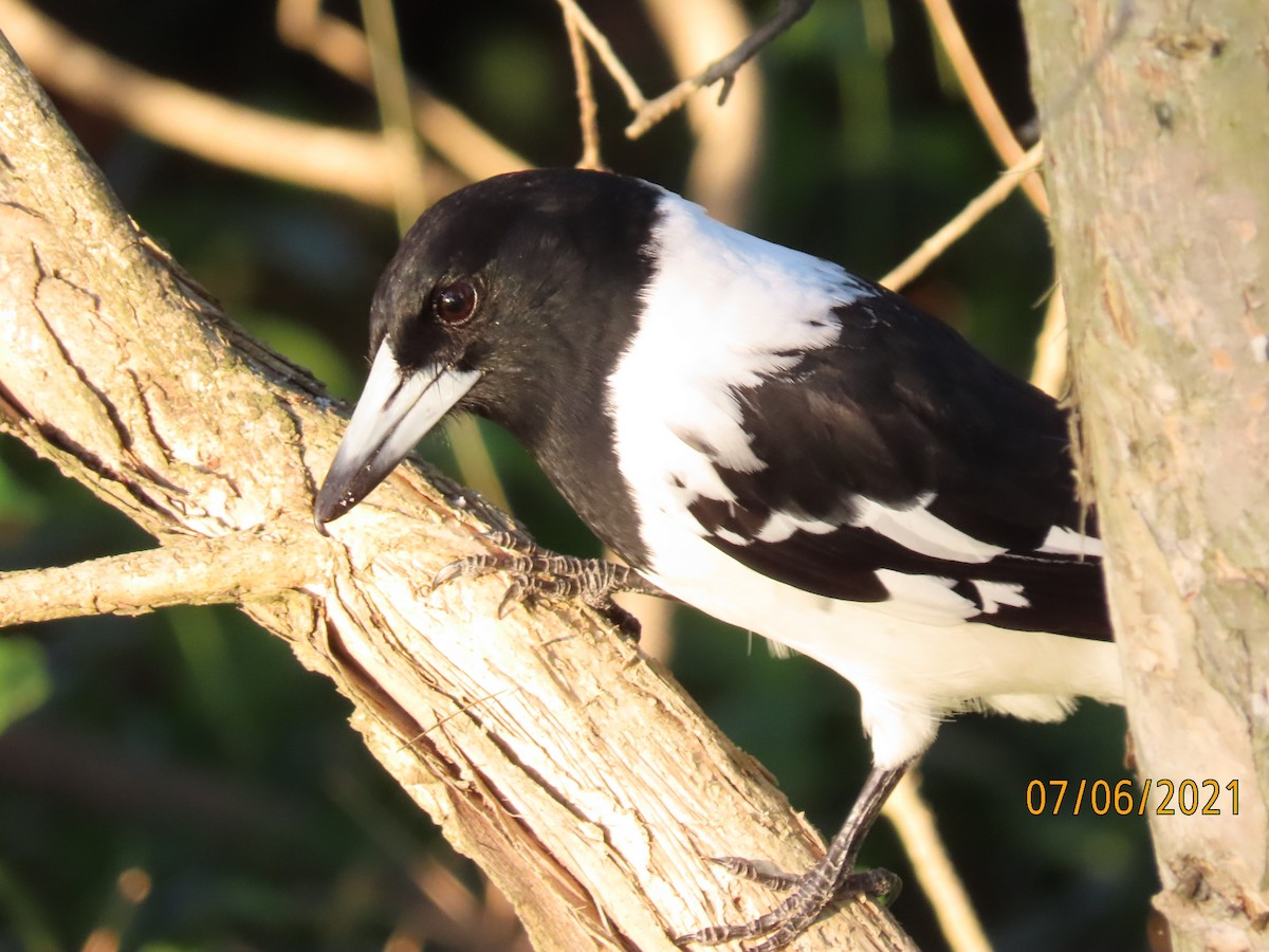 Pied Butcherbird - ML628965793