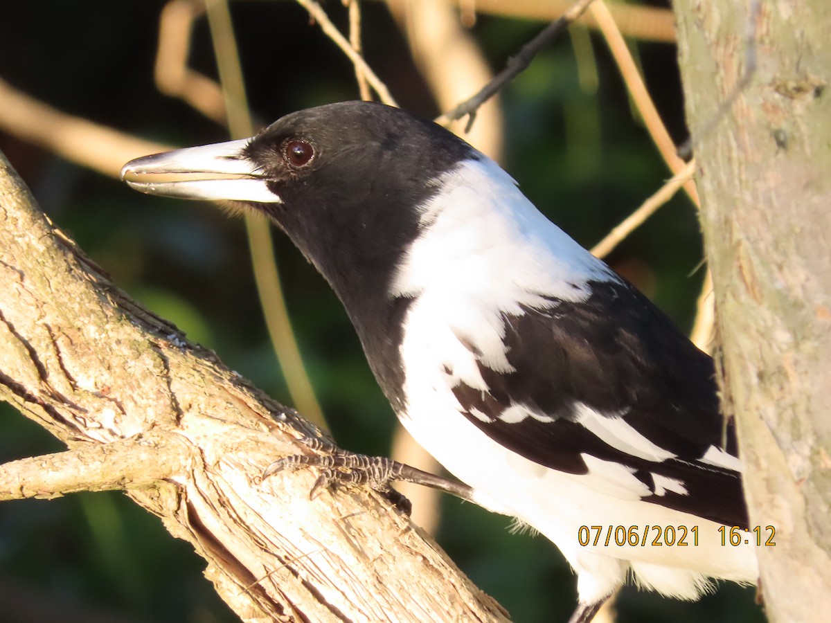Pied Butcherbird - ML628965794