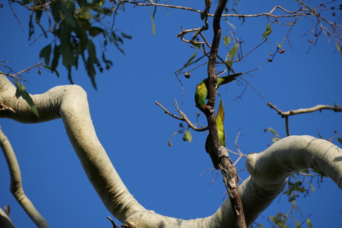 Scaly-breasted Lorikeet - ML628965797