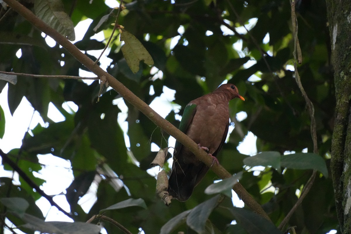 Pacific Emerald Dove - ML628965866