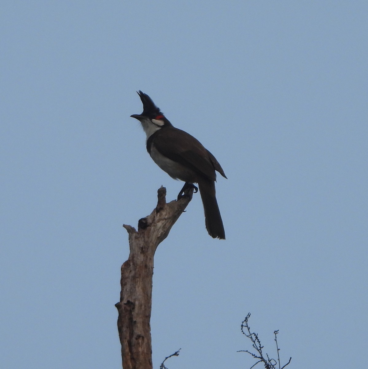 Bulbul orphée - ML628965871