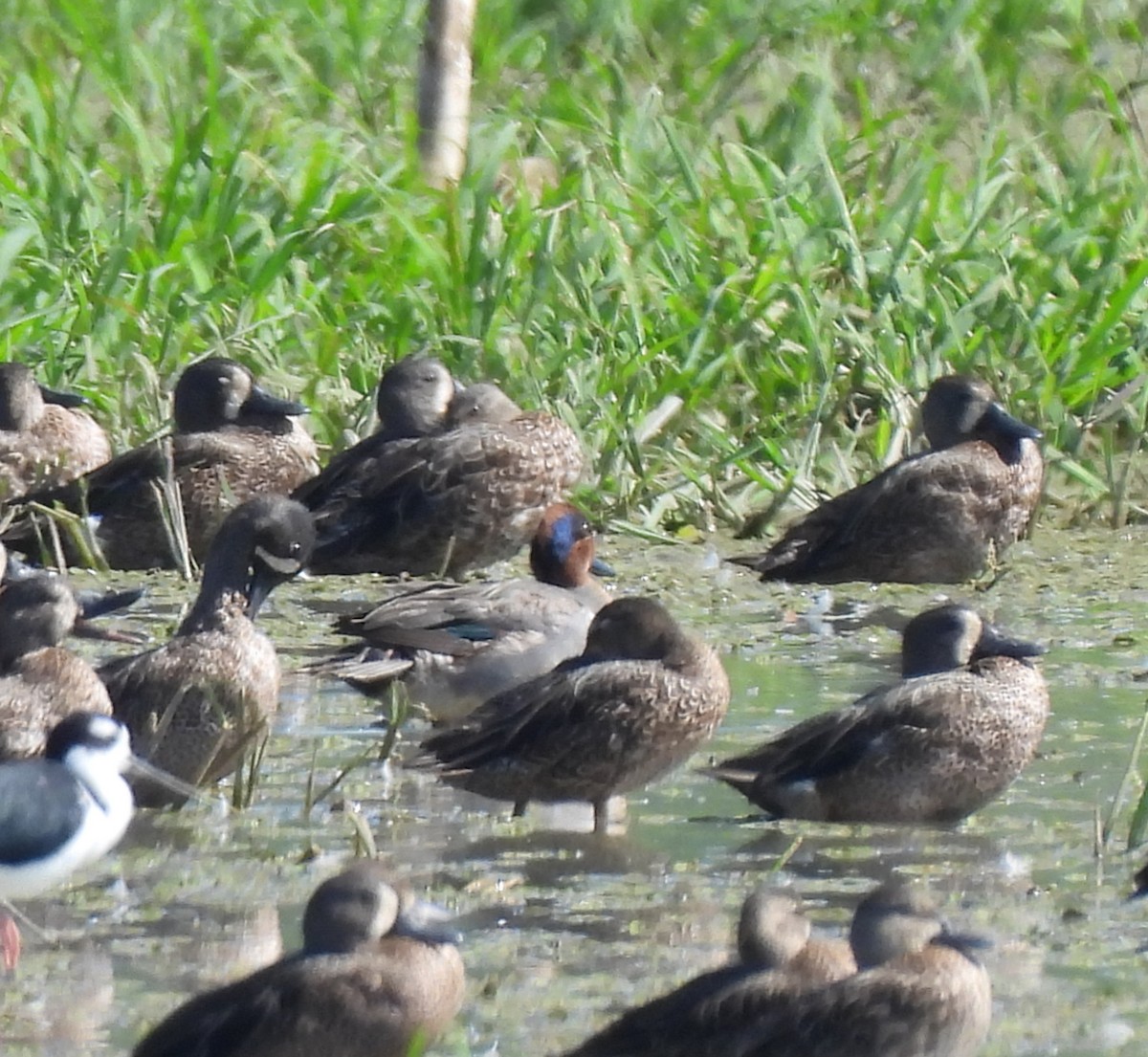 Green-winged Teal - ML628965875