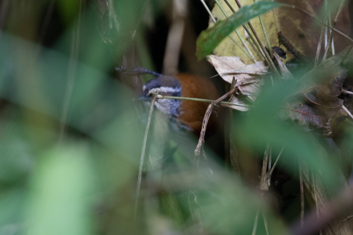 Inca Wren - ML628965946