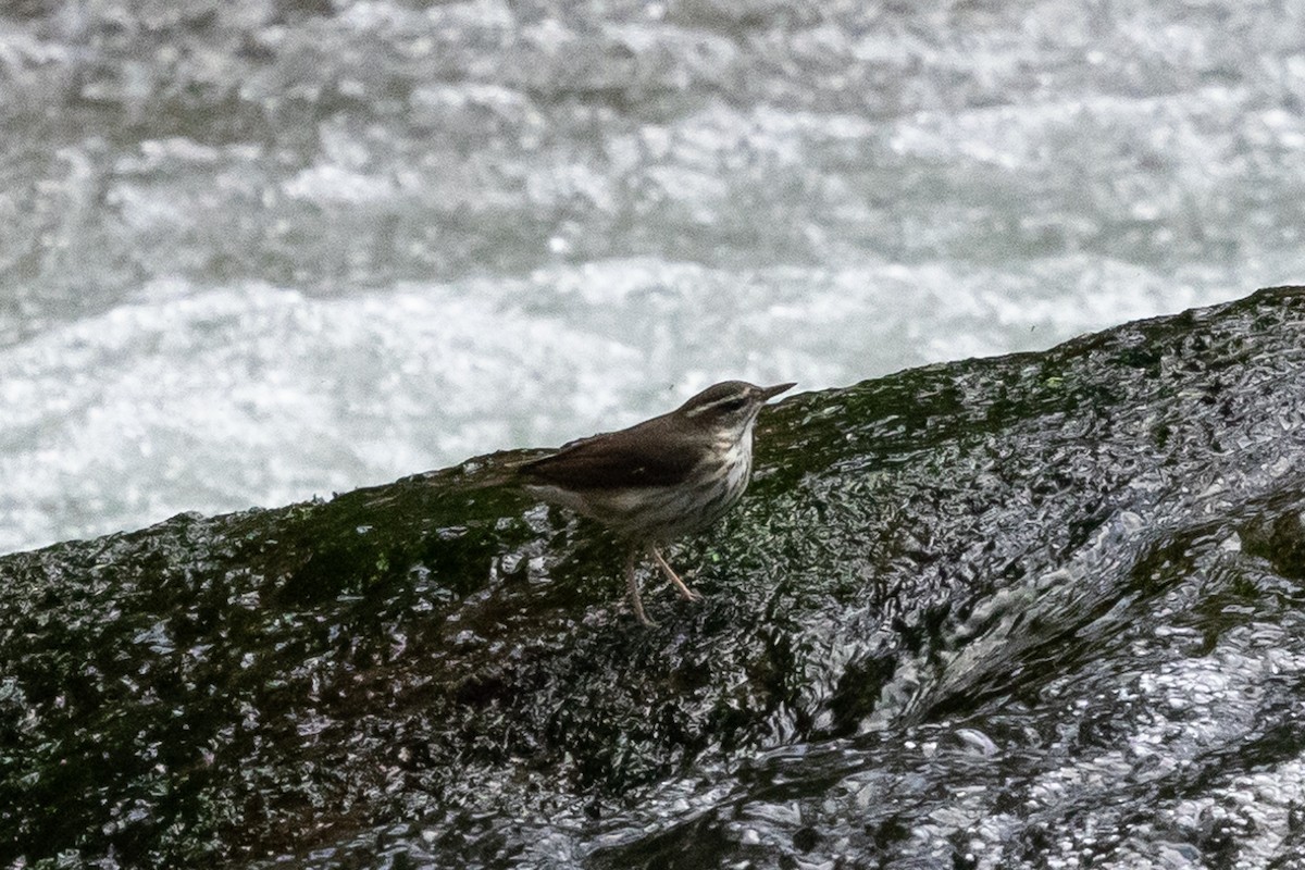 Louisiana Waterthrush - ML628965997