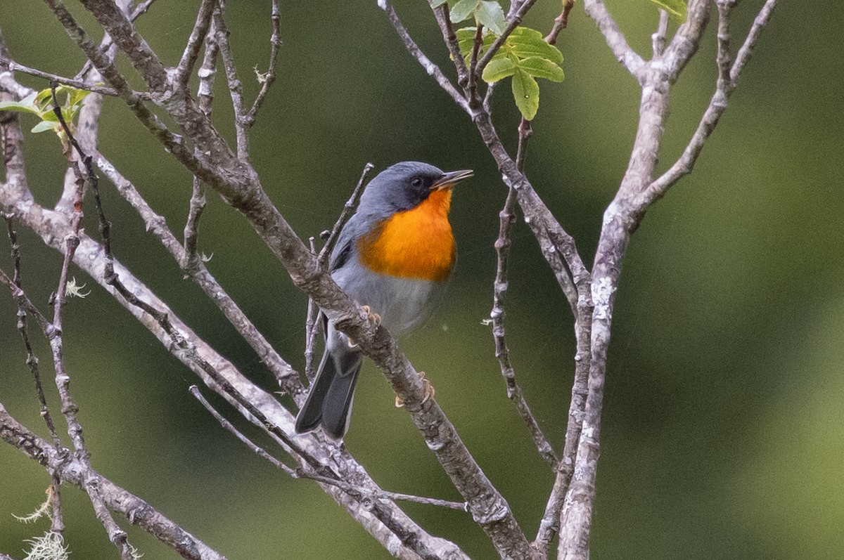 Flame-throated Warbler - ML628966000