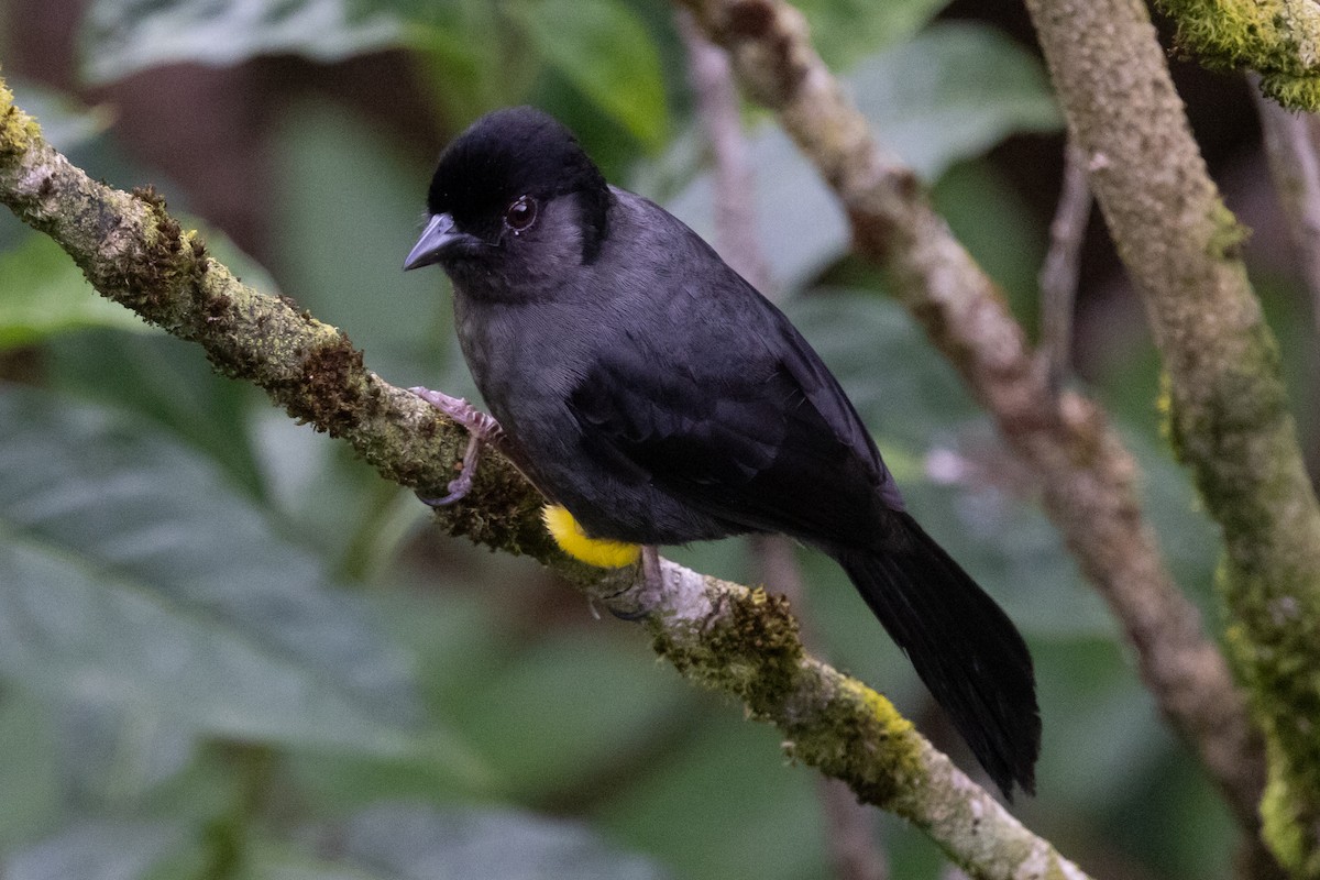 Yellow-thighed Brushfinch - ML628966002