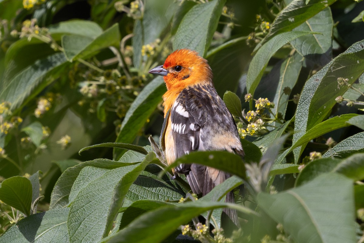 Flame-colored Tanager - ML628966032