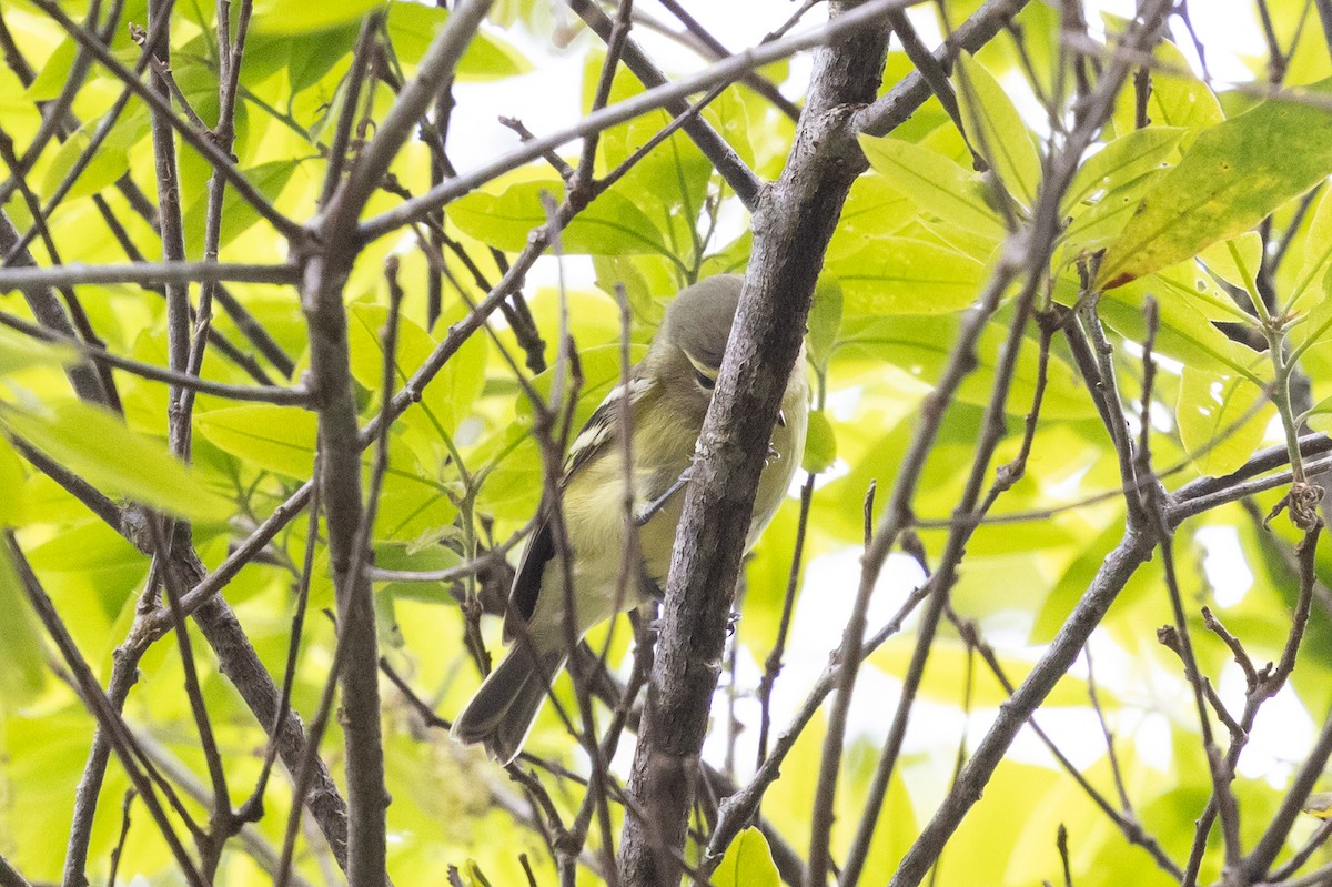 Yellow-winged Vireo - ML628966053