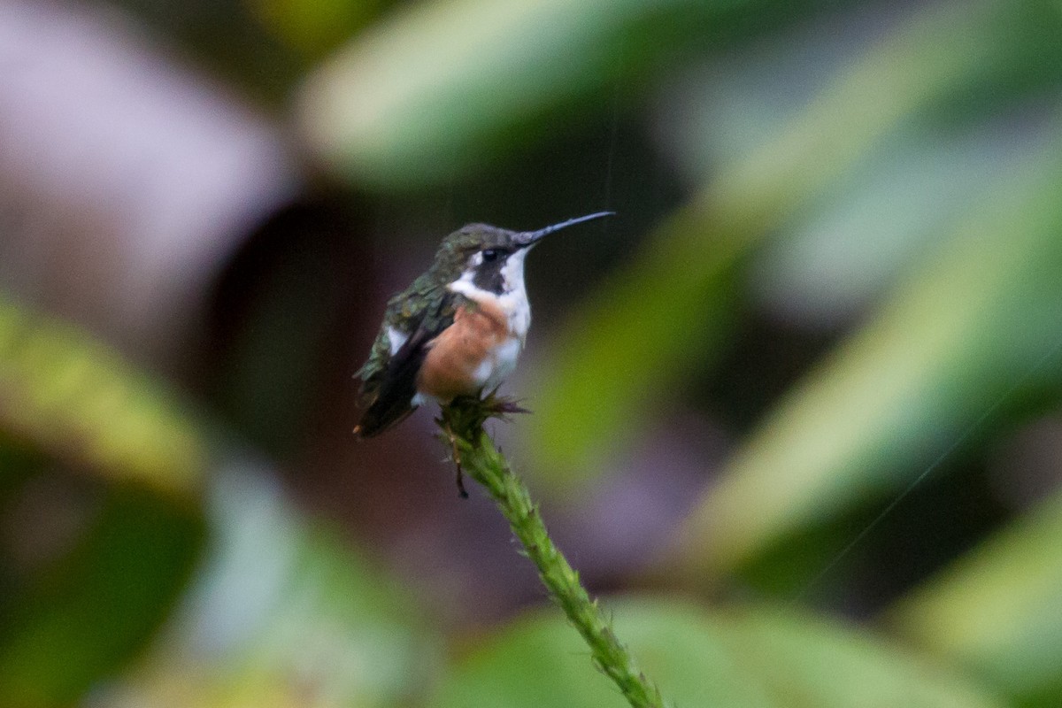 White-bellied Woodstar - ML628966069