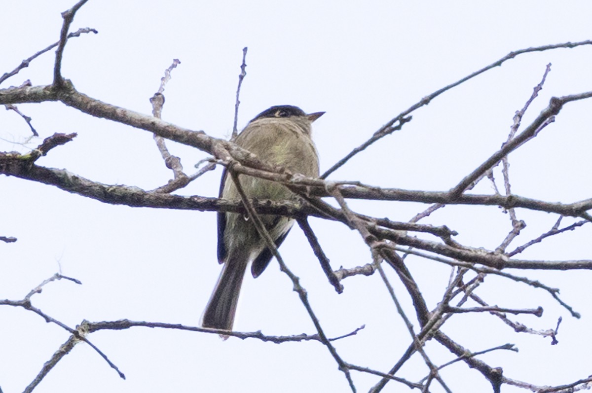 Black-capped Flycatcher - ML628966079