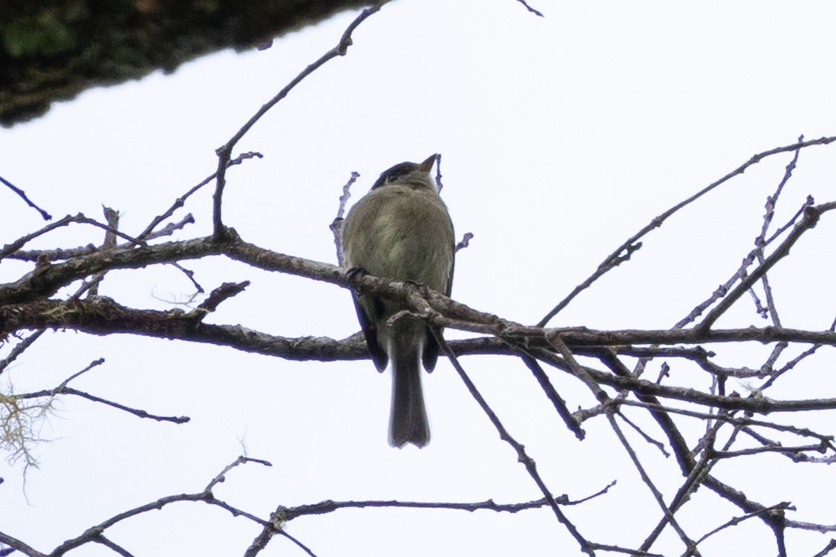 Black-capped Flycatcher - ML628966080