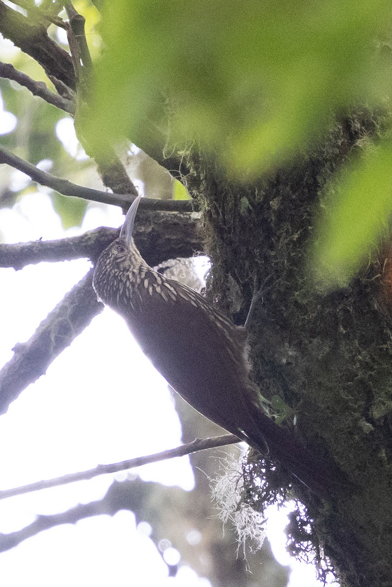 Spot-crowned Woodcreeper - ML628966085