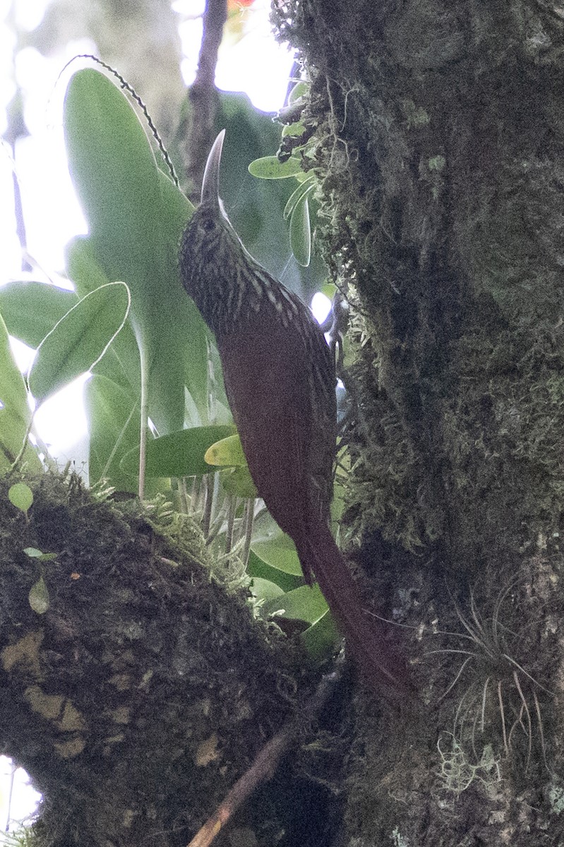 Spot-crowned Woodcreeper - ML628966086