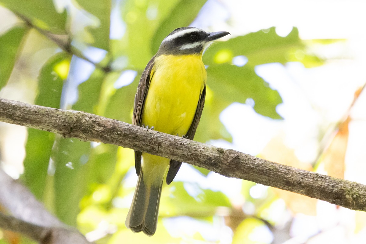 Golden-bellied Flycatcher - ML628966090