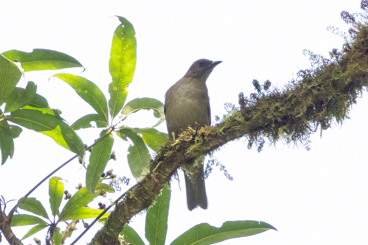 Mountain Thrush - ML628966092