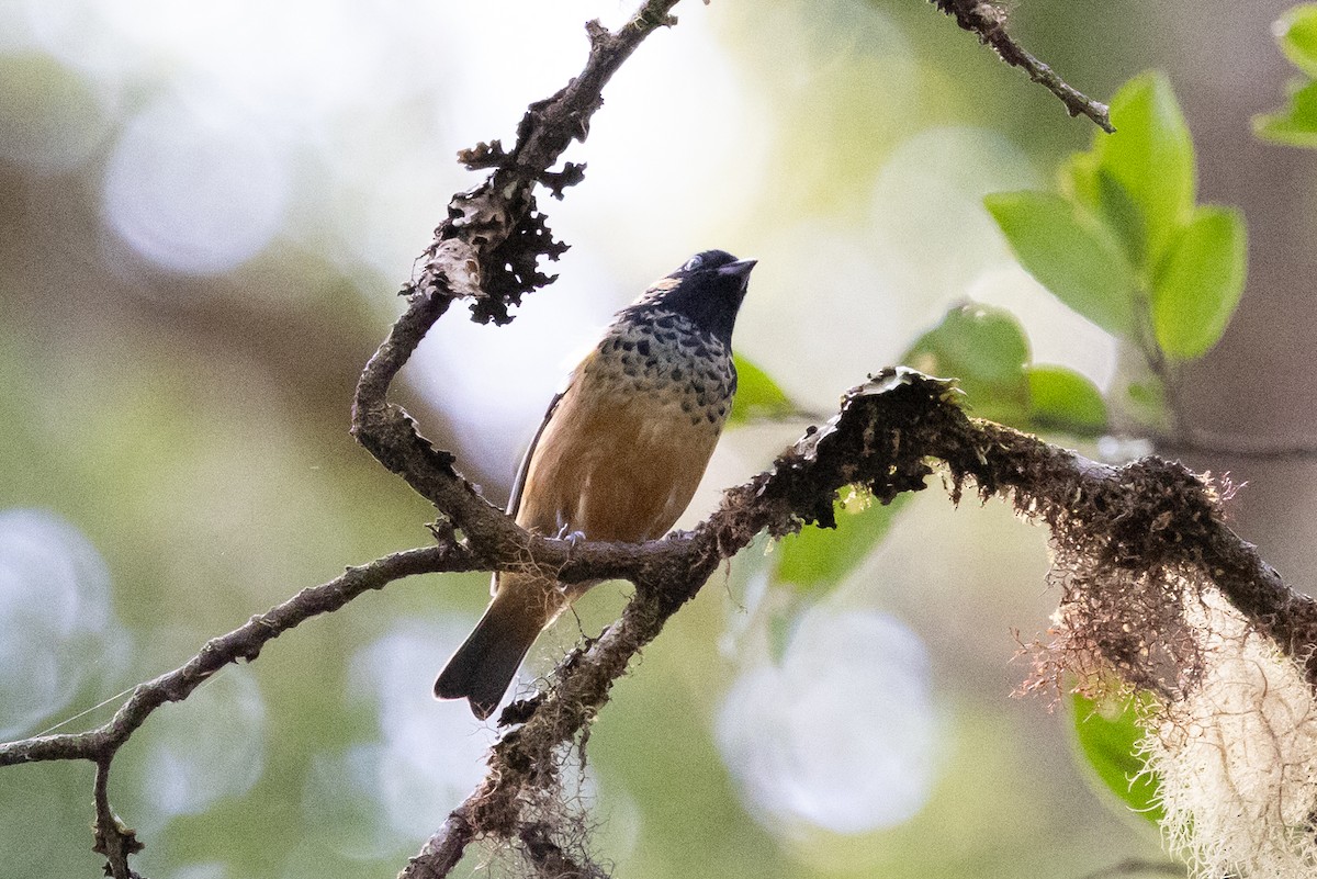 Spangle-cheeked Tanager - ML628966100