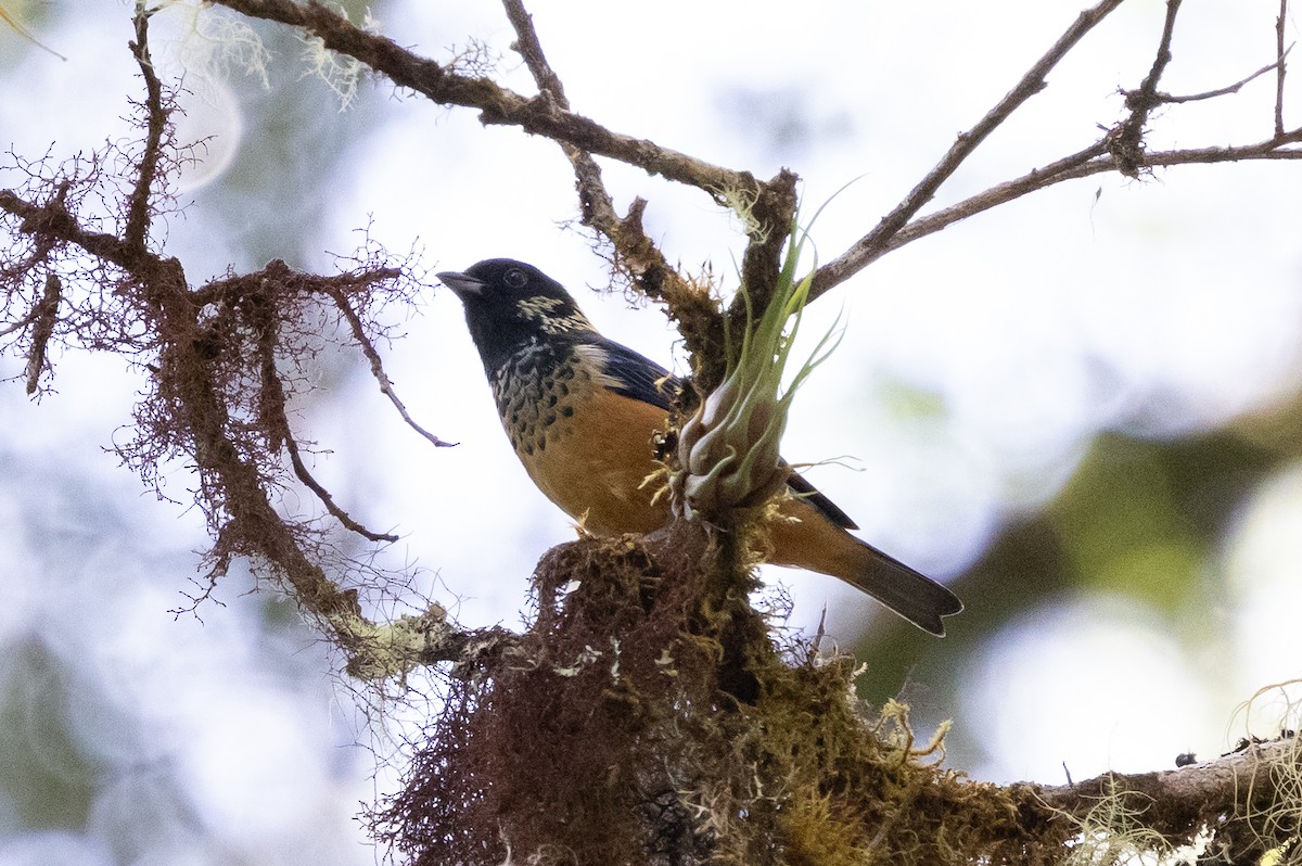 Spangle-cheeked Tanager - ML628966101