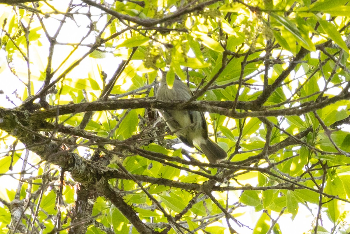 Mistletoe Tyrannulet - ML628966111