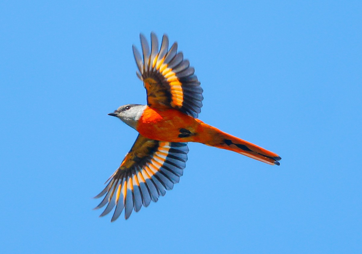 Gray-chinned Minivet - ML628966174