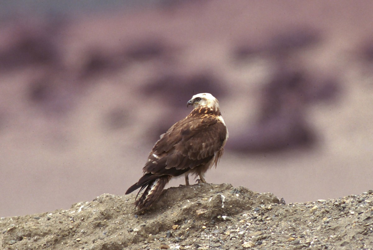 Poiana codabianca - ML628966293