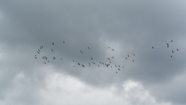 Pink-footed Goose - ML628966463