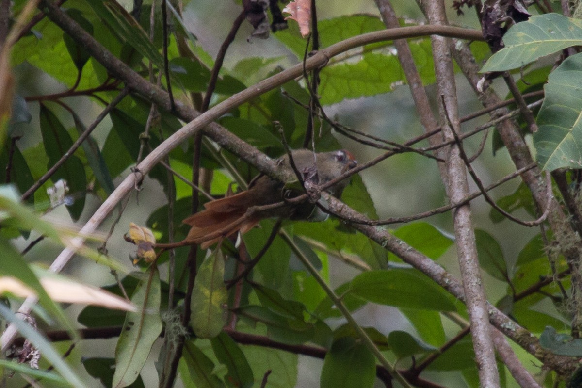 Marcapata Spinetail - ML628966492