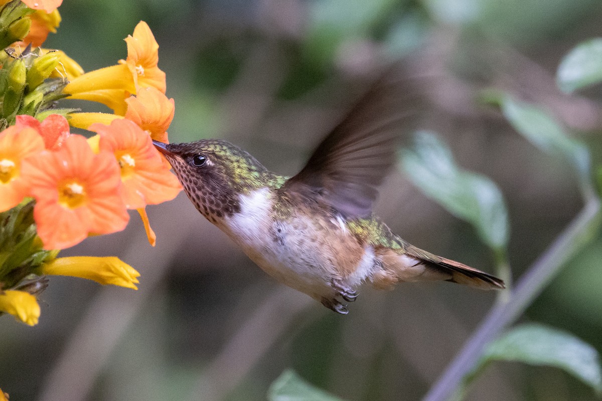 Volcano Hummingbird - ML628966515