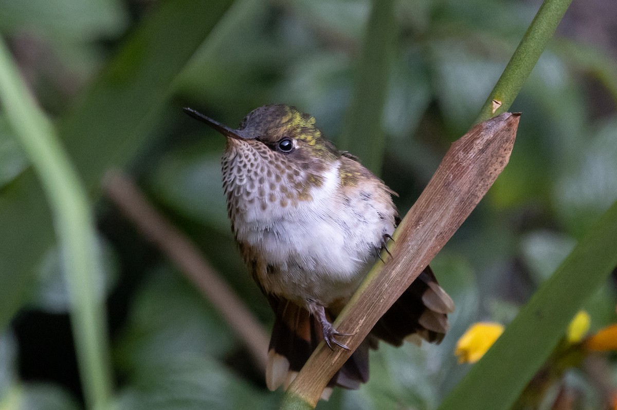 Volcano Hummingbird - ML628966526