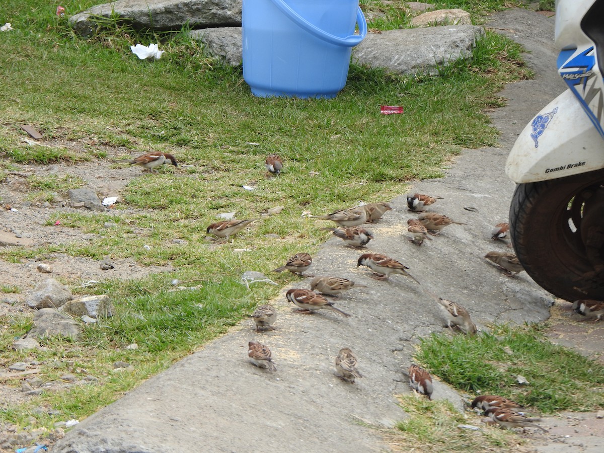 家麻雀 - ML628966577