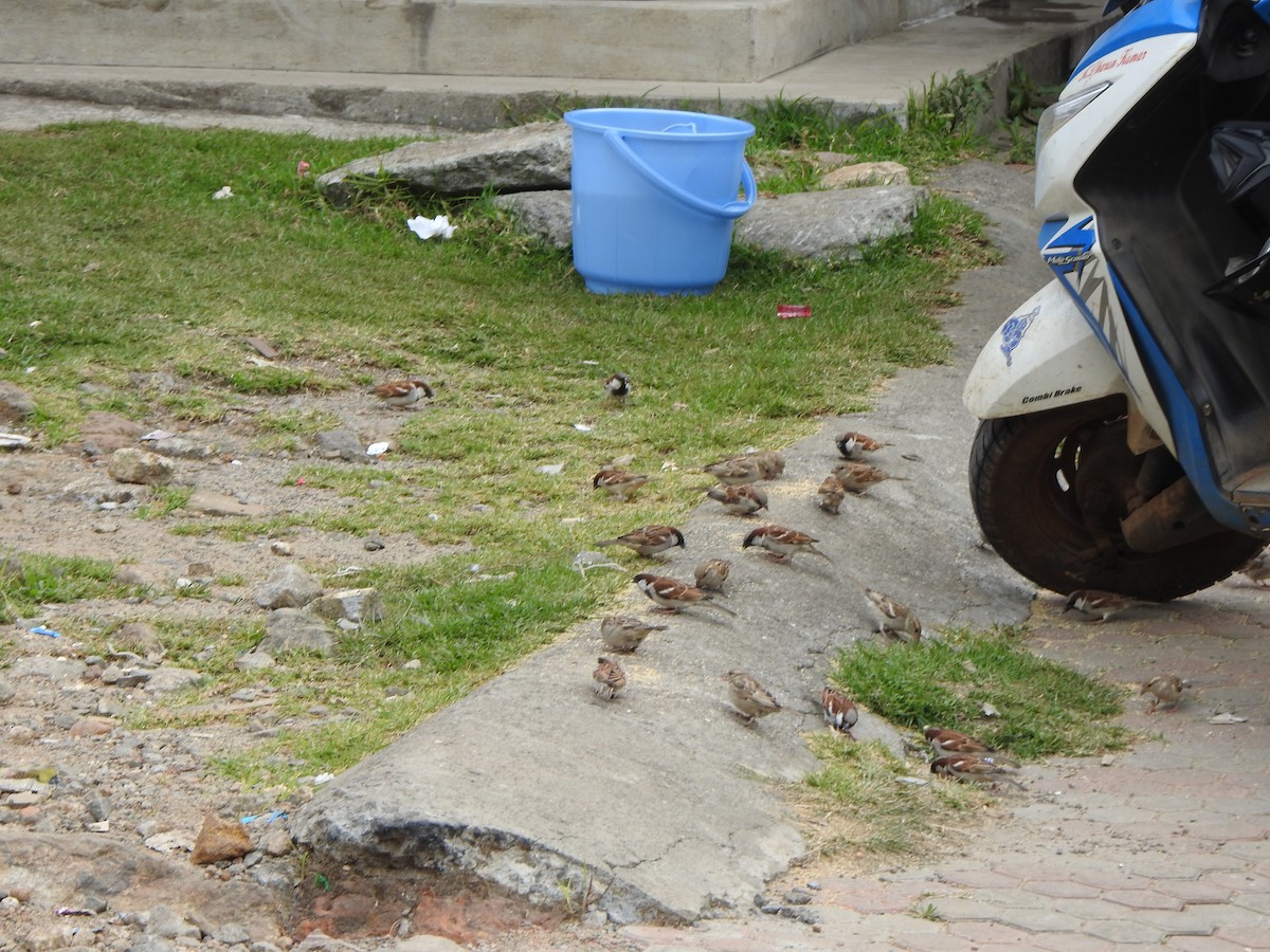 家麻雀 - ML628966580