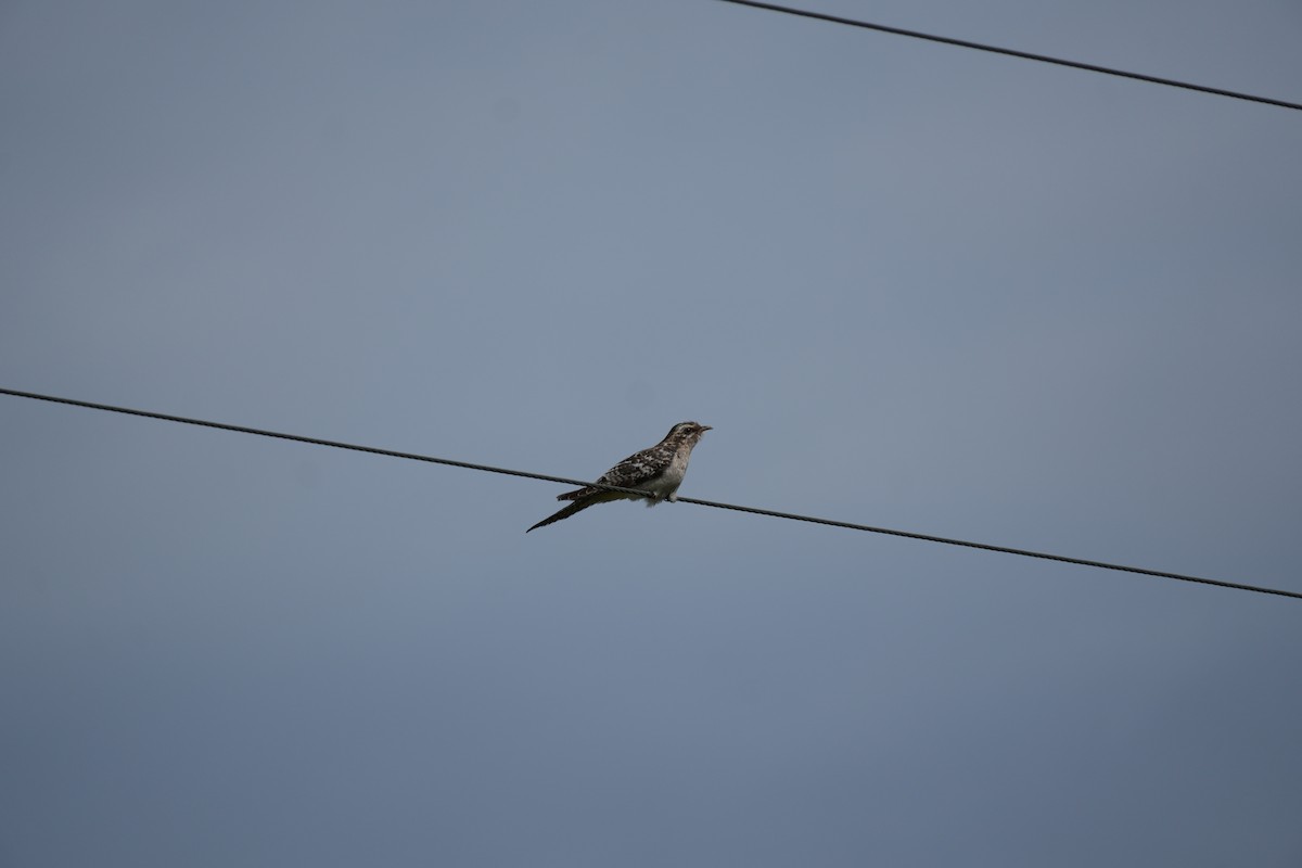 Pallid Cuckoo - ML628966650
