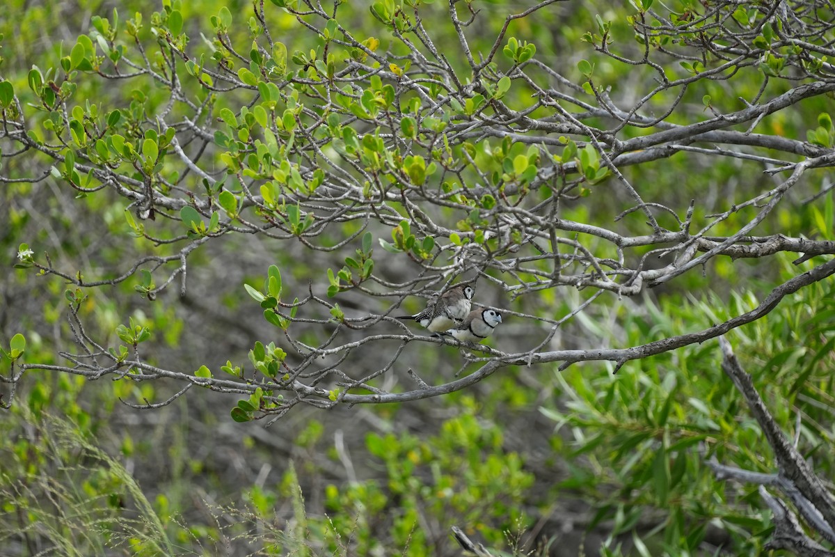 Double-barred Finch - ML628966657