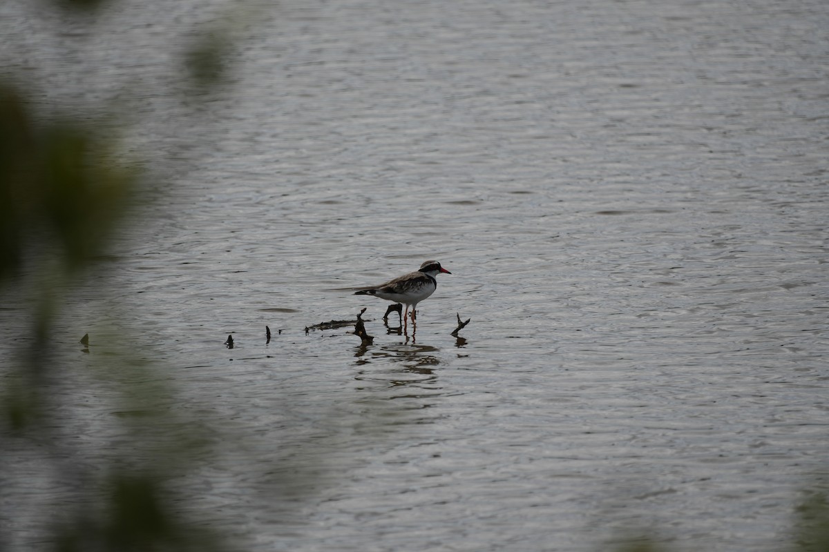 Black-fronted Dotterel - ML628966662