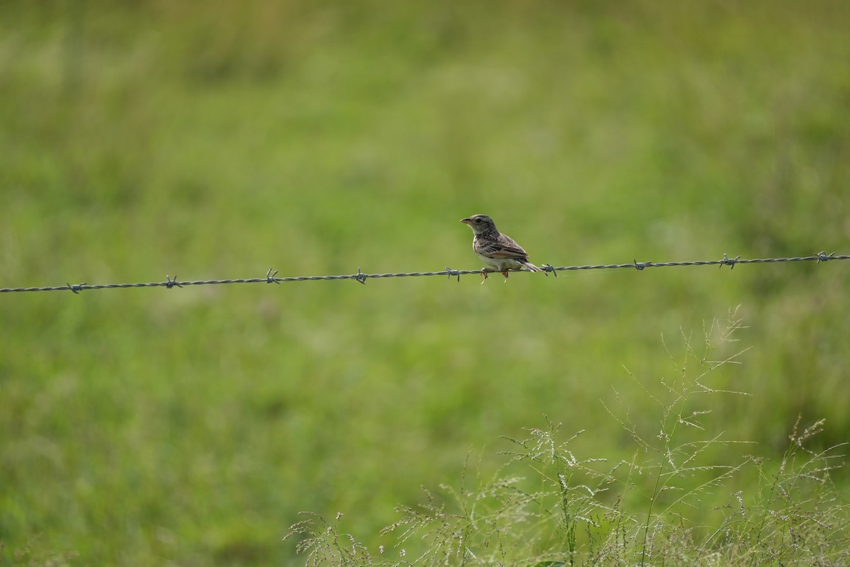 Singing Bushlark - ML628966736