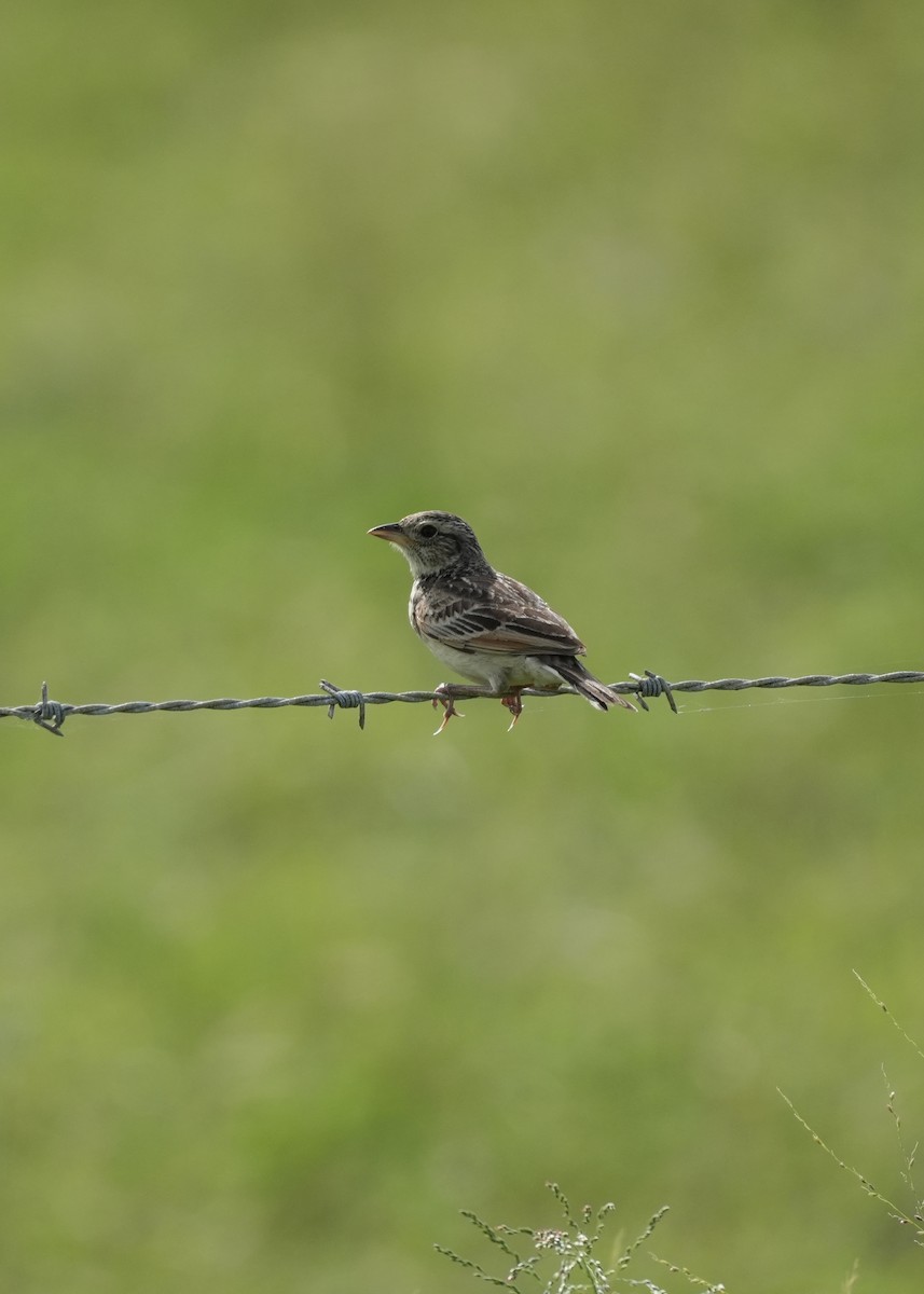 Singing Bushlark - ML628966769