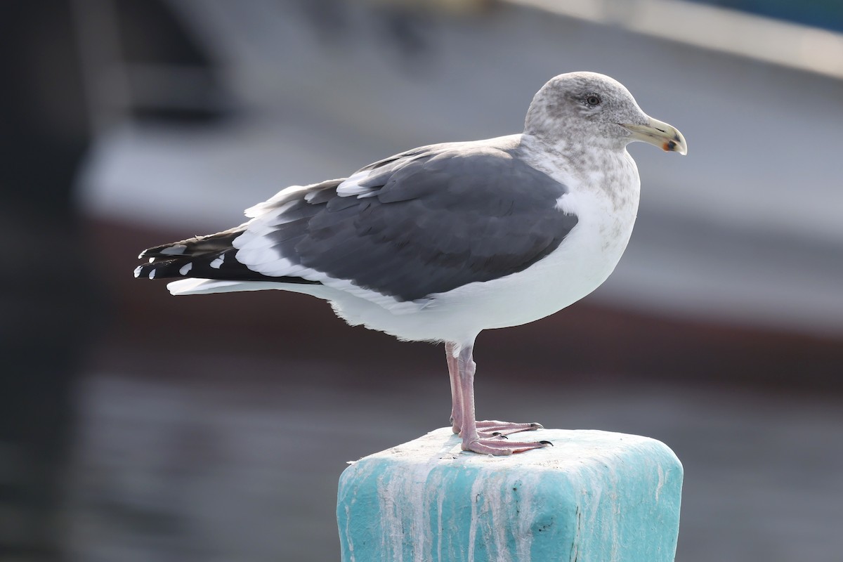 Slaty-backed Gull - ML628966807