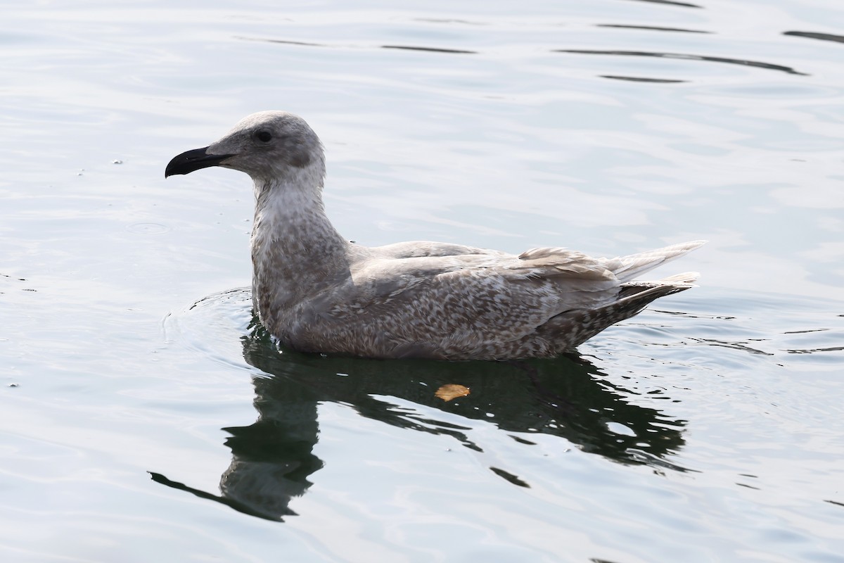 Glaucous-winged Gull - ML628966814