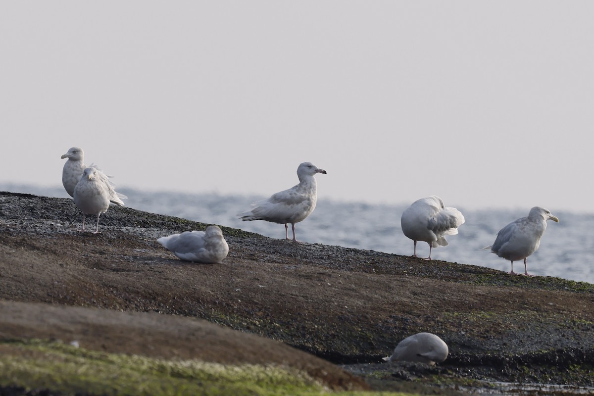 Glaucous Gull - ML628966816