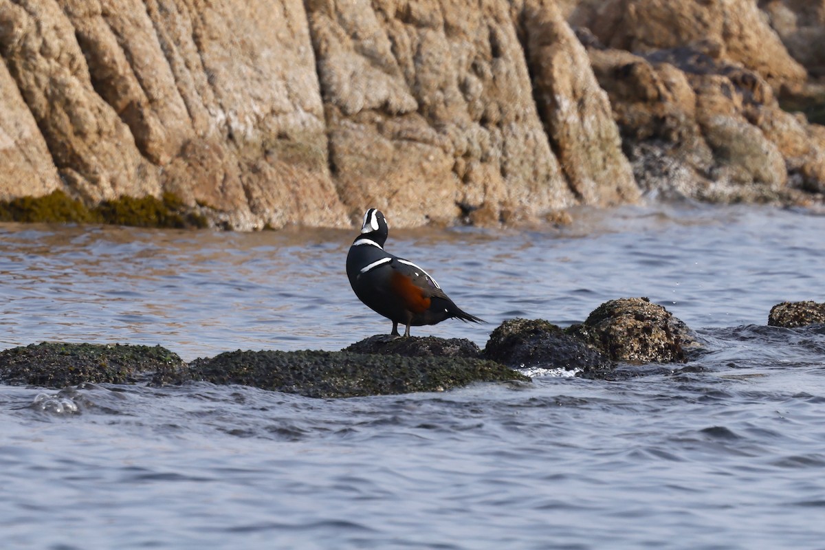 Harlequin Duck - ML628966833