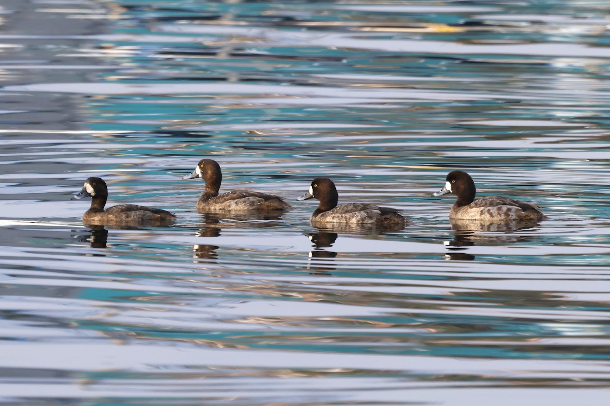 Greater Scaup - ML628966856