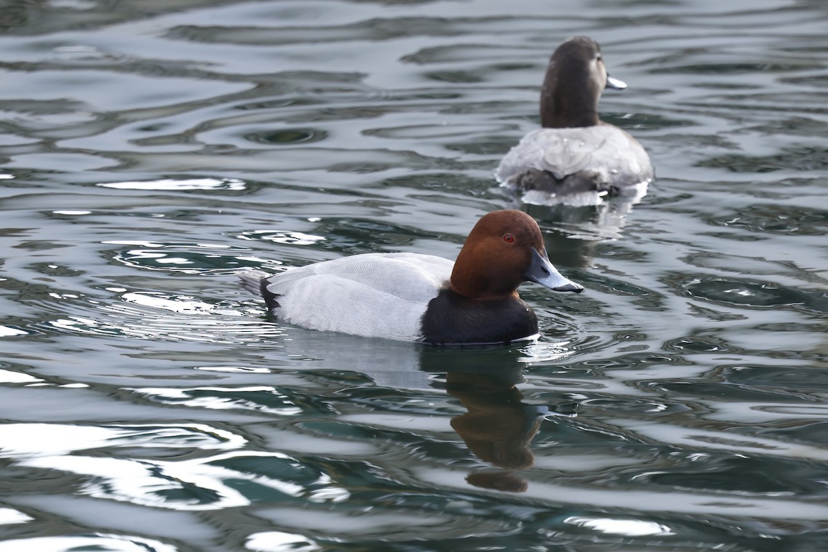 Common Pochard - ML628966859